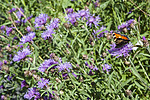 BB 05 0411 / Aglais urticae / Neslesommerfugl <br /> Centaurea jacea / Engknoppurt